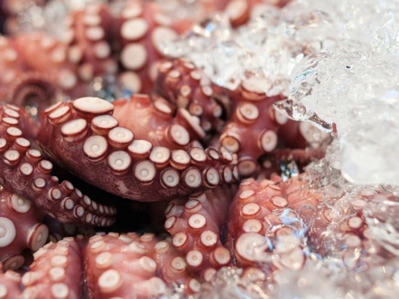 Pulpo